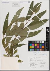 Foto von Salix fragilis L.